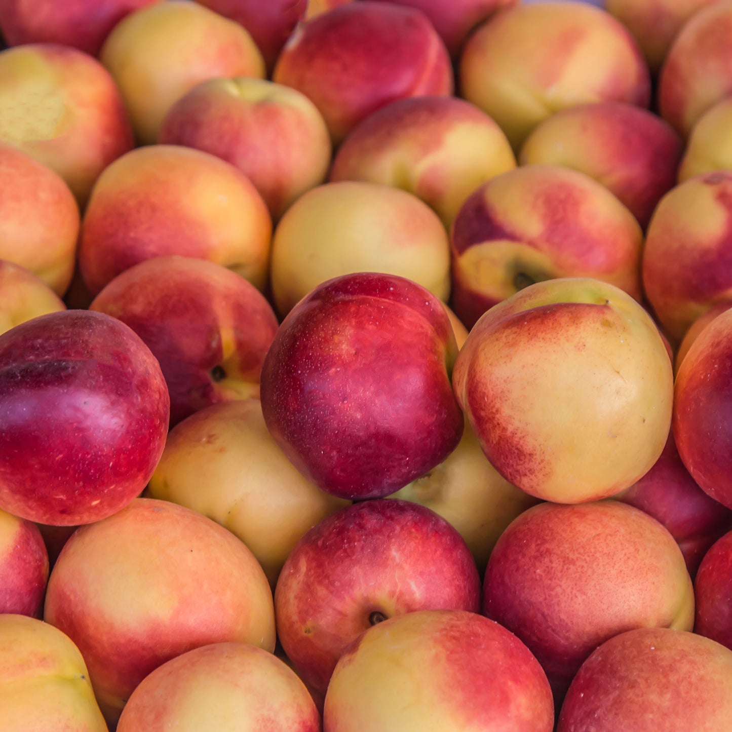Nectarine Blanche