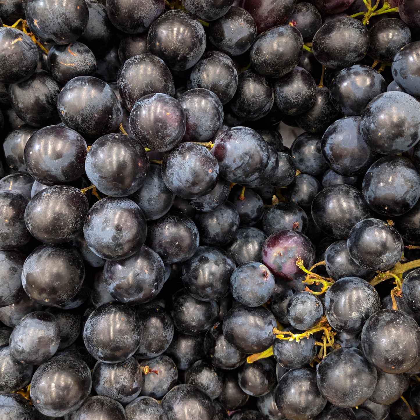 Raisin Muscat