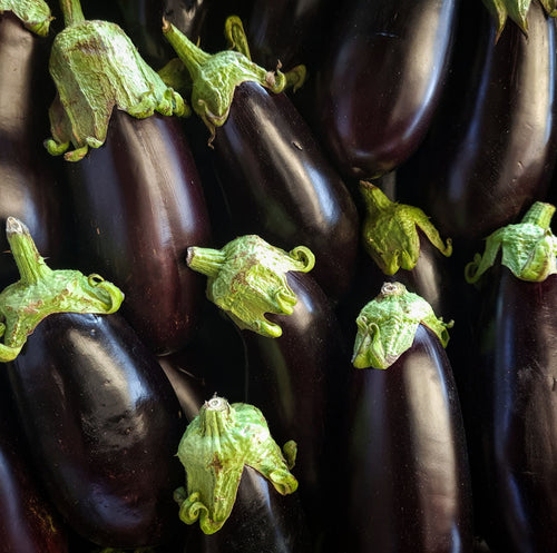 Aubergine