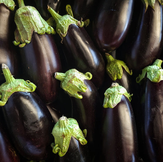 Aubergine