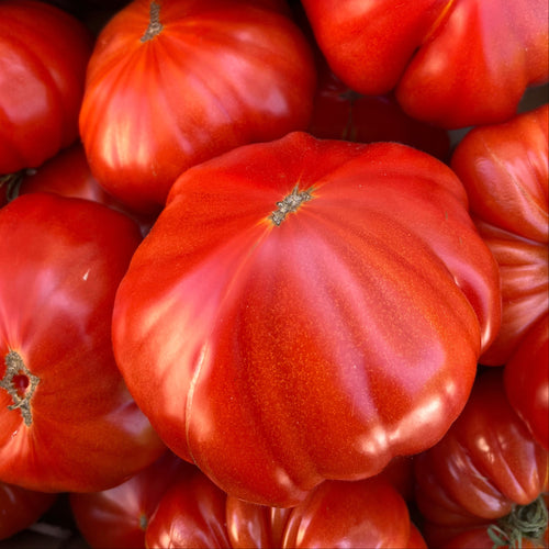Tomate cœur de bœuf