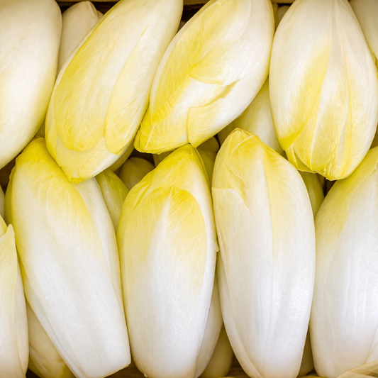 Endive