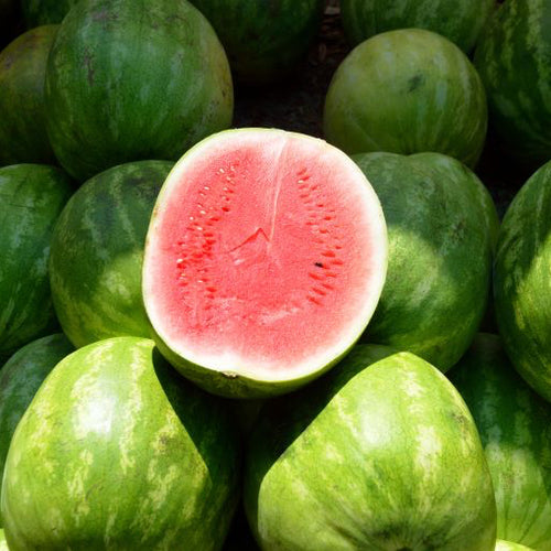 Pastèque sans pépins