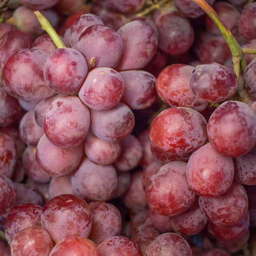 Raisin Red Globe