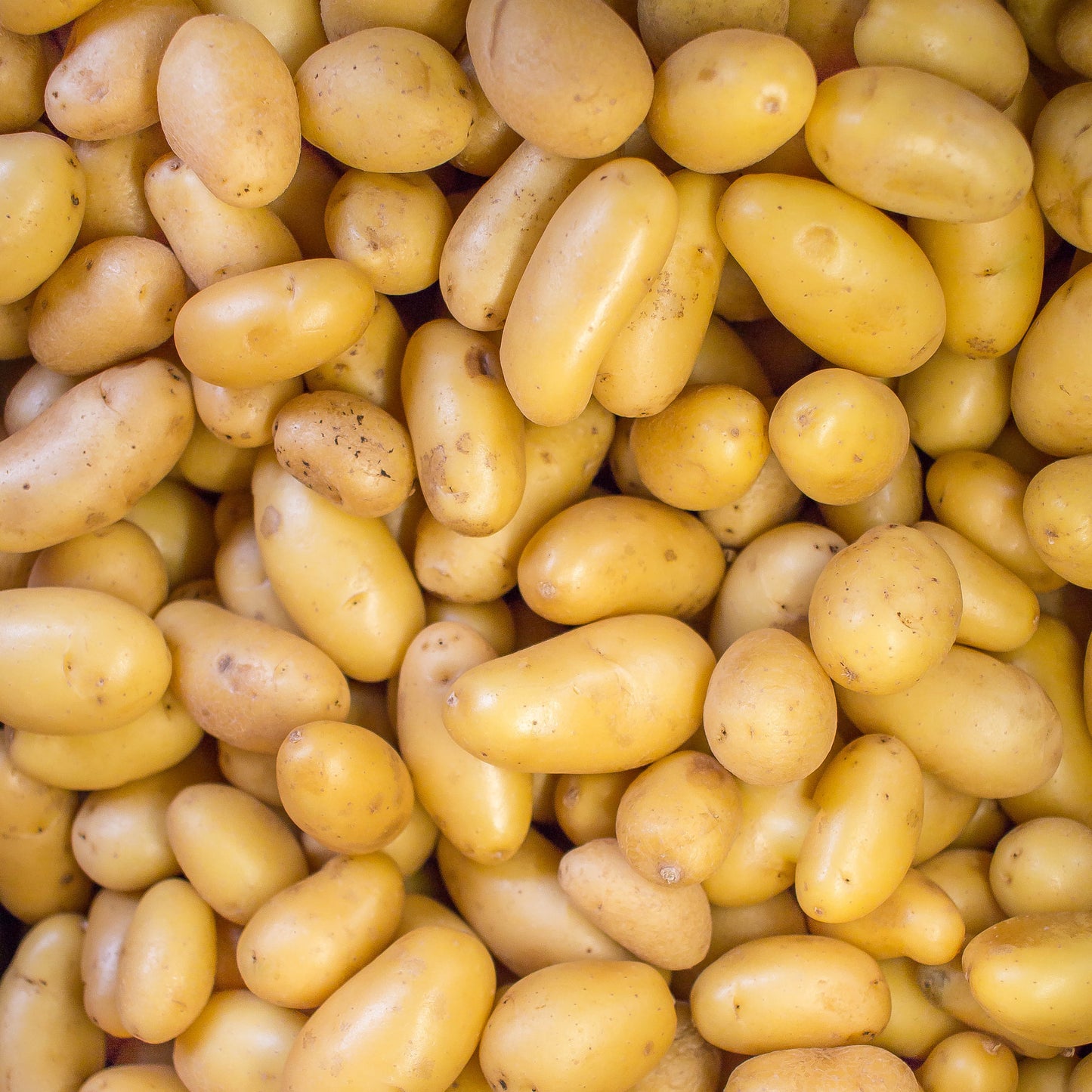 Pomme de terre Délicatesse