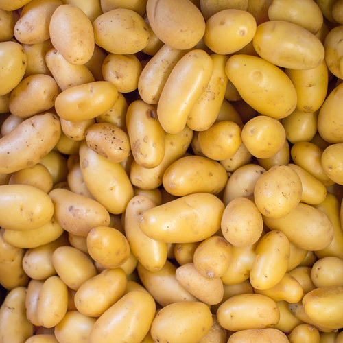 Pomme de terre Délicatesse