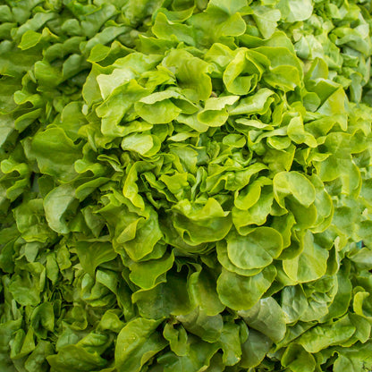 Salade