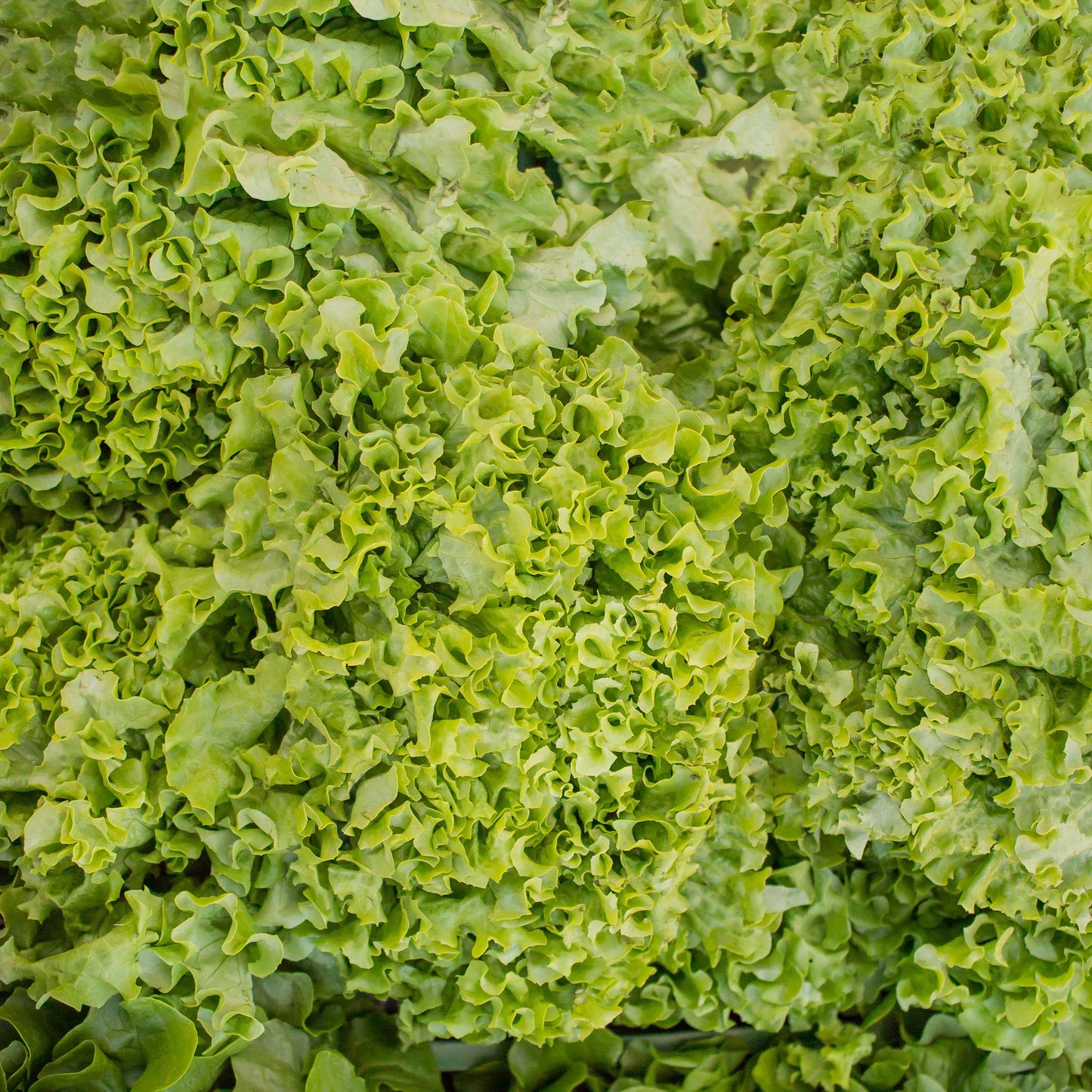 Salade