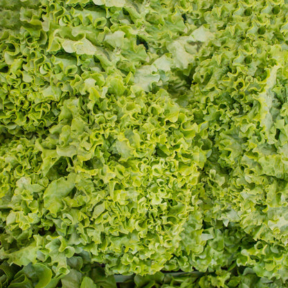 Salade