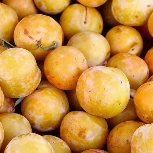 Prune Mirabelle