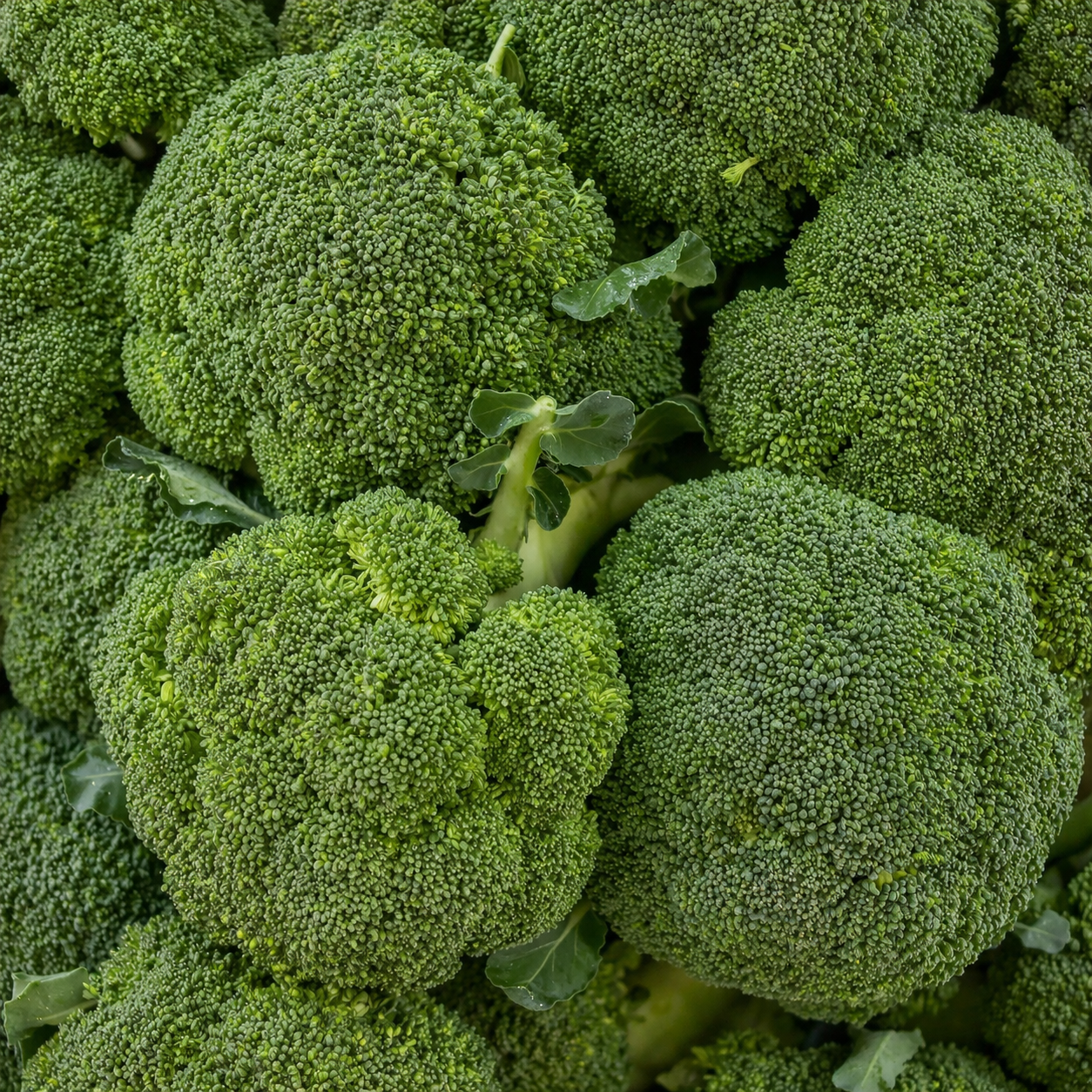 Broccoli