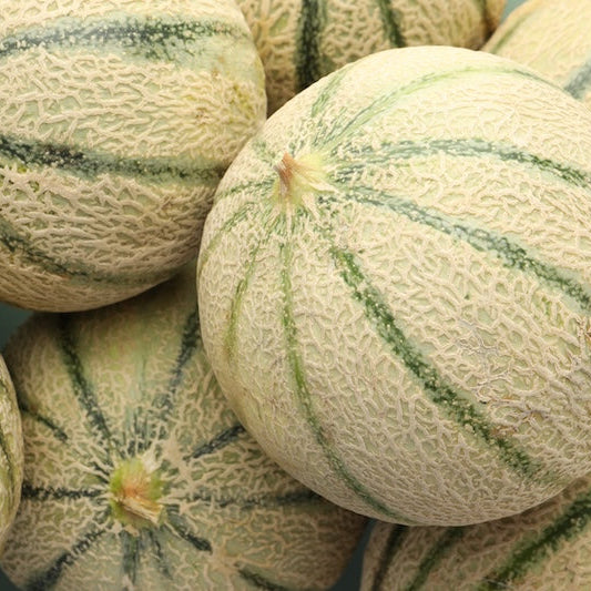 ⭐ BEST-SELLER — Gros Melon Charentais