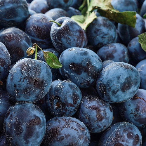 Prune Quetsche