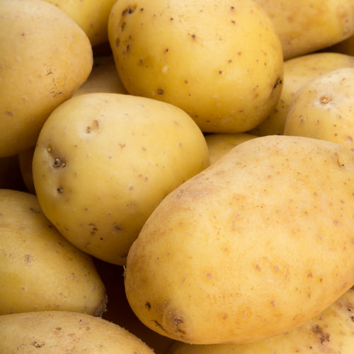Pomme de terre Agata